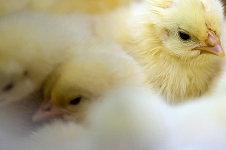 В Минсельхозе обсудили вопросы наращивания производства птицеводческой продукции