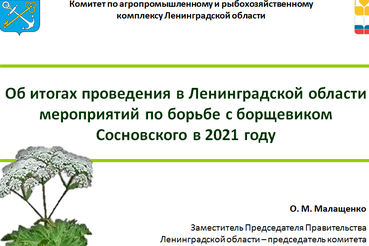 Область готовится выйти на борьбу с борщевиком