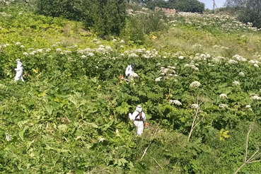 Область расширяет способы борьбы с борщевиком