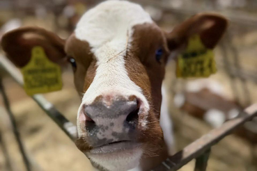 В Ленинградской области стартовал приём заявок на грант «Ленинградский фермер»