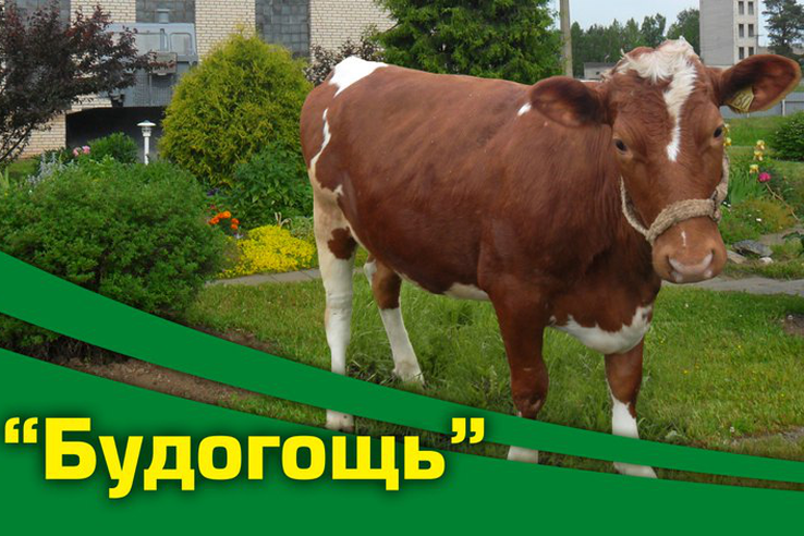 В Ленобласти – новый рекорд по молочной продуктивности