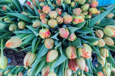 Хозяйства Ленобласти увеличивают производство тюльпанов