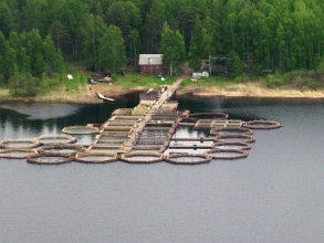 Рыбохозяйственный комплекс