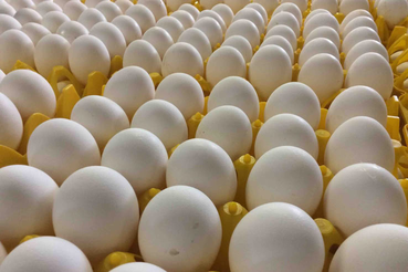 Предприятия Ленинградской области обеспечены в достаточном количестве инкубационным яйцом бройлеров.