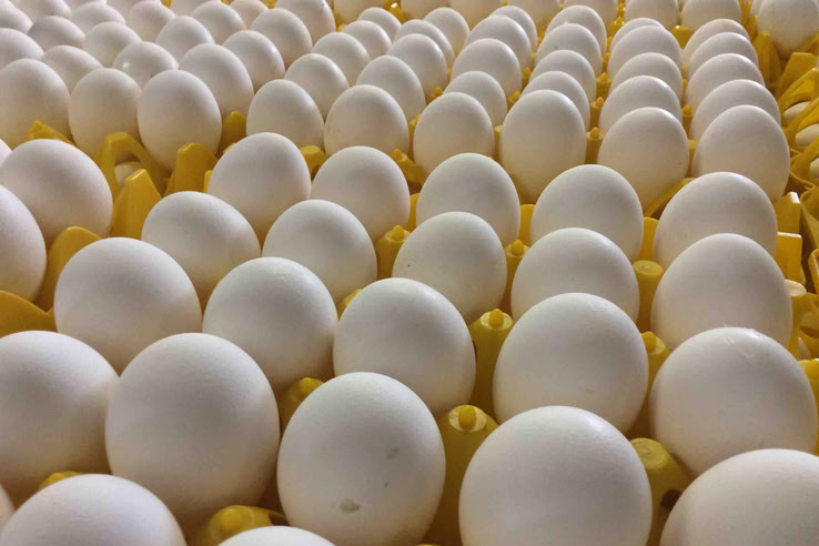 Предприятия Ленинградской области обеспечены в достаточном количестве инкубационным яйцом бройлеров.