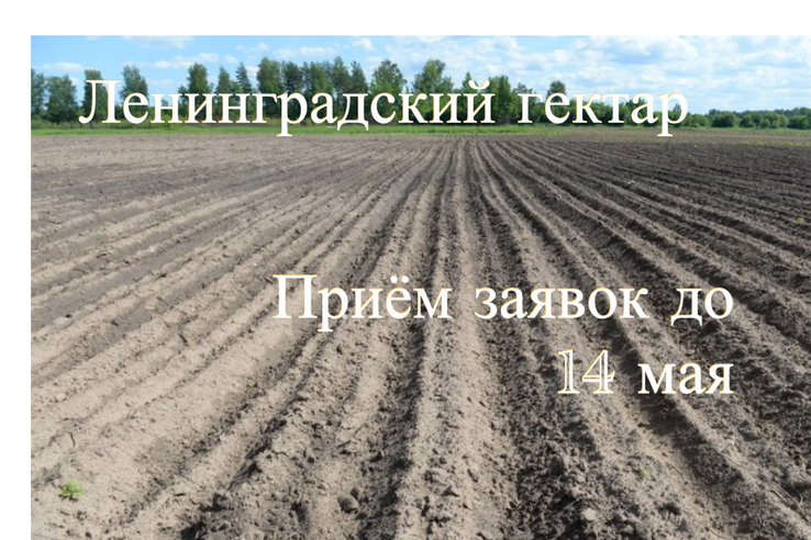 Область приглашает за «Ленинградскими гектарами»