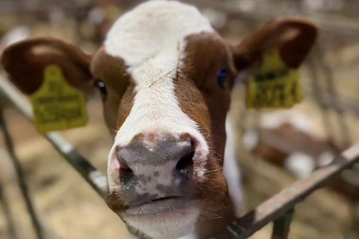 В Ленинградской области стартовал приём заявок на грант «Ленинградский фермер»