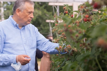 Область увеличивает производство клубники