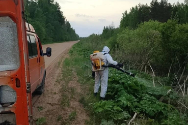 В комитете по АПК Ленинградской области обсудили координацию борьбы с борщевиком